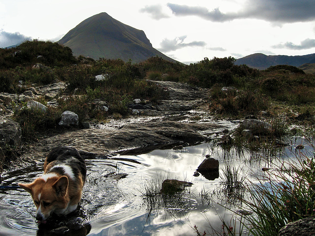 Corgi in the Cuillin