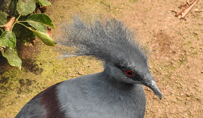 20190901 5660CPw [D~VR] Fächertaube, Vogelpark Marlow