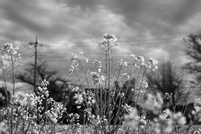 Canola flowers