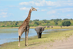 Botswana, Giraffe and the Elephant Approaching