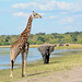 Botswana, Giraffe and the Elephant Approaching