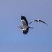 Grey heron Grey heron