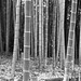 Bamboo forest