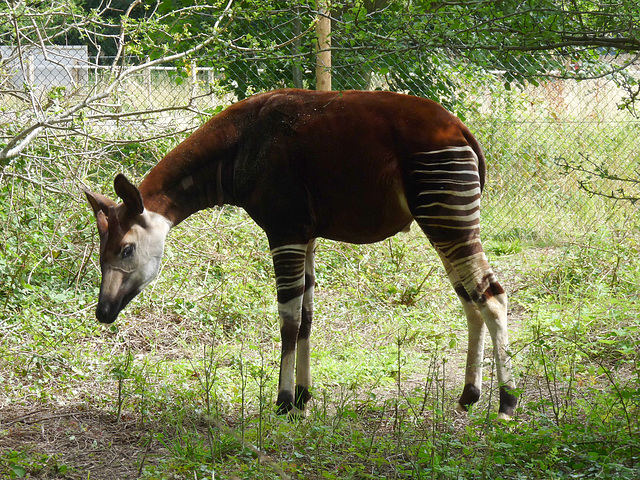 Okapi