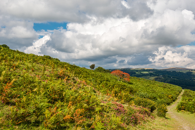 Dartmoor - 20150831