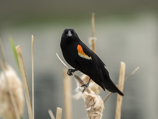 Red-Winged Blackbird