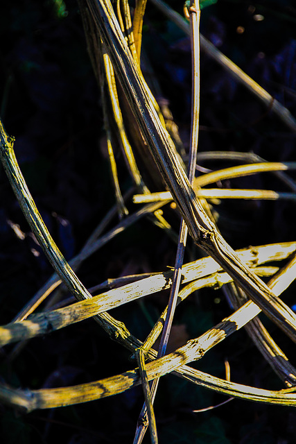 A natural Fence for Friday