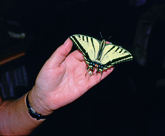 Tigerswallowtailbutterfly resting on hand  p.multicaudata