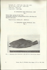 lucena   lucena epinephelus morio