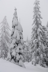 Mount Spokane Winter