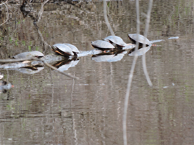 Eastern Painted Turtles