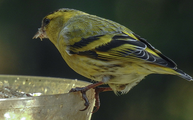 20180330 3256CPw [D~LIP] Erlenzeisig (Carduelis spinus), Bad Salzuflen