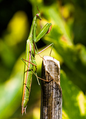 Mantis