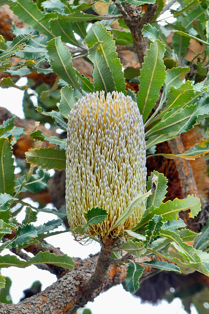 P1260056- Banksia serrata - Manly scenic walkway. 24 février 2020