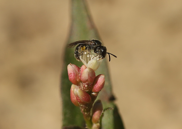 Maple Hurst Tiny Bee on Water-Pepper A