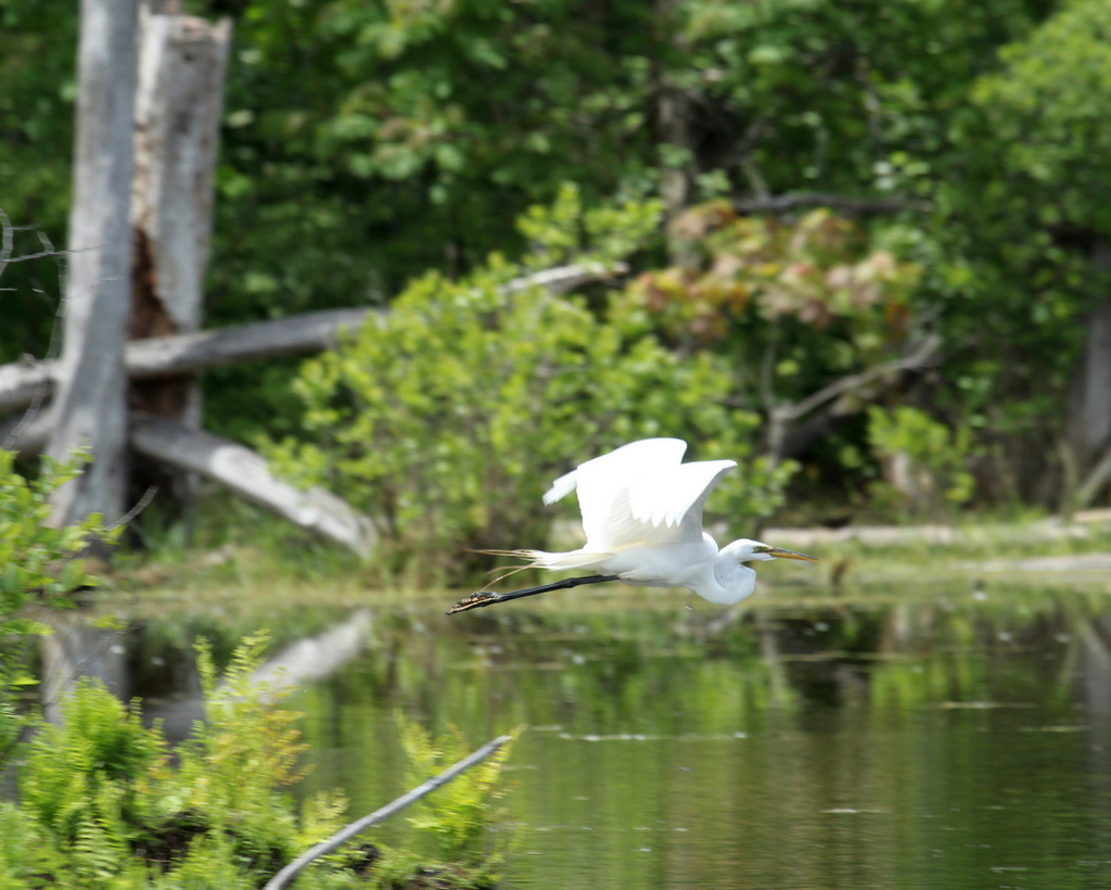 27/50 grande aigrette-great egret