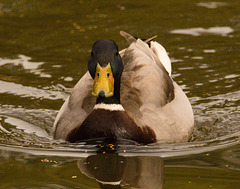 EF7A8604 Mallard Ducks