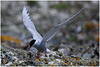 EF7A4423 Arctic Tern