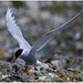 EF7A4423 Arctic Tern