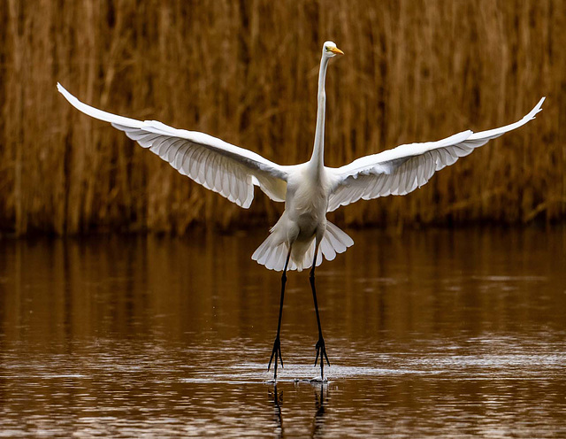 Great white egret