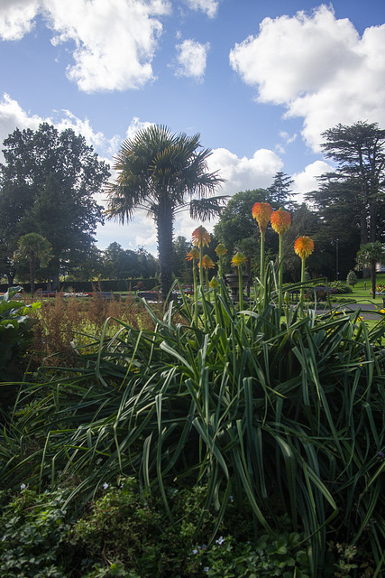 Red-Hot Pokers