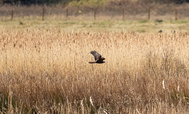 Marsh harrier Marsh harrier