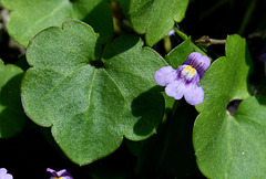 Cymbalaria