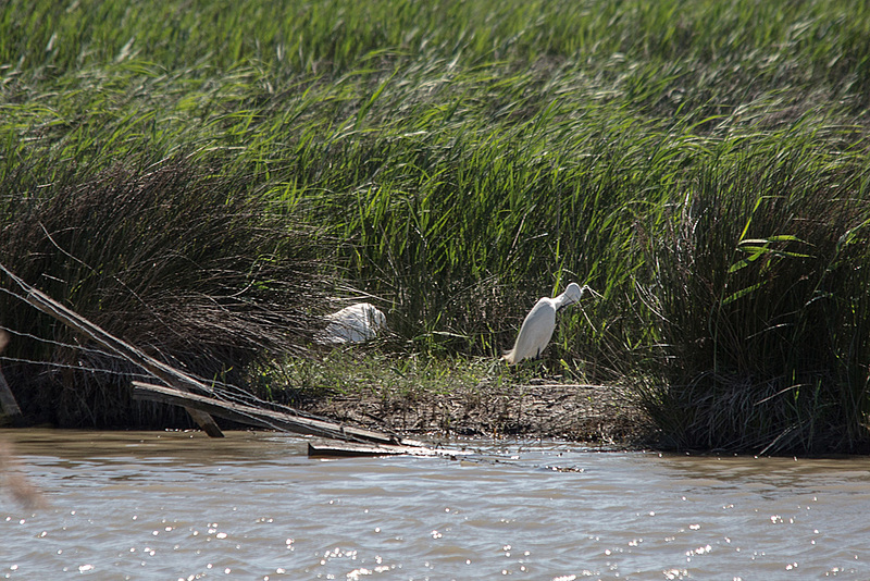 20150517 7841VRTw [F] Silberreiher (Ardea alba, Syn.: Casmerodius albus, Egretta alba), Tour de Carbonniére, Camargue