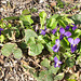 Common violet - self-sown