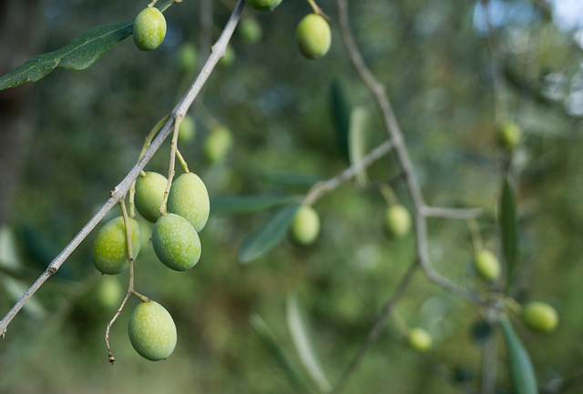 Ripening olives