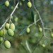 Ripening olives