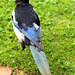 The iridescence of a magpie is not always evident at a distance
