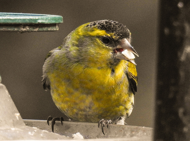 20180330 3257CPw [D~LIP] Erlenzeisig (Carduelis spinus), Bad Salzuflen