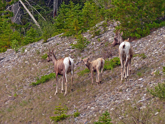 Bighorn Sheep