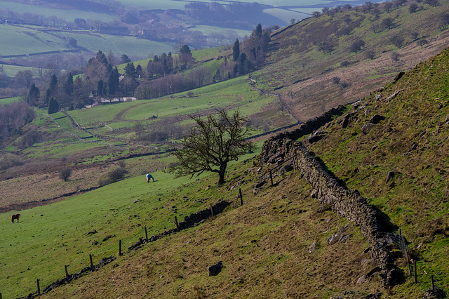 My favourite: Cown Edge tree