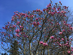 Magnolia du jardin