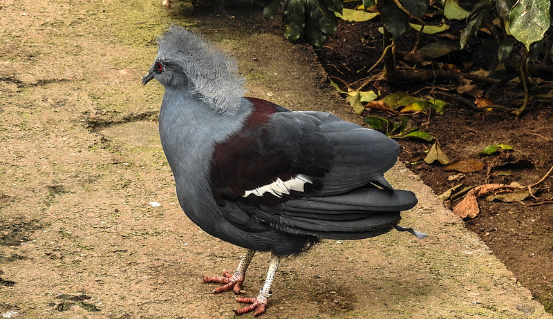 20190901 5661CPw [D~VR] Fächertaube, Vogelpark Marlow