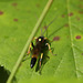 Maple Hurst Wasp (2)