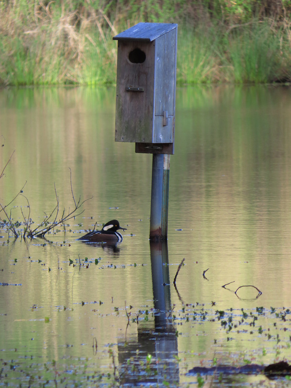 Guarding the nest ?