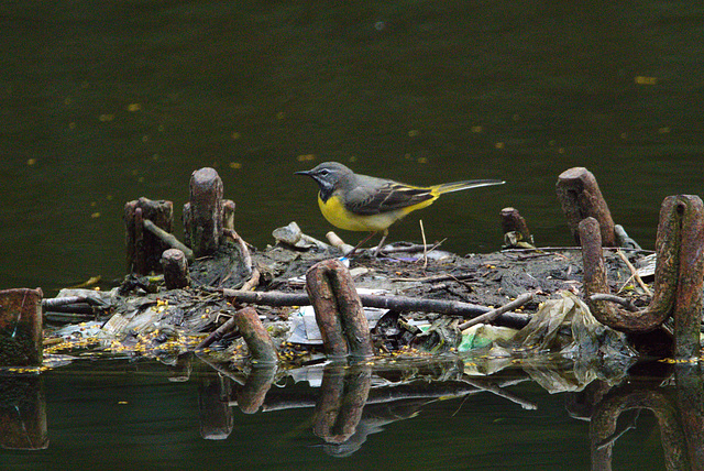 EF7A8608 Grey Wagtail