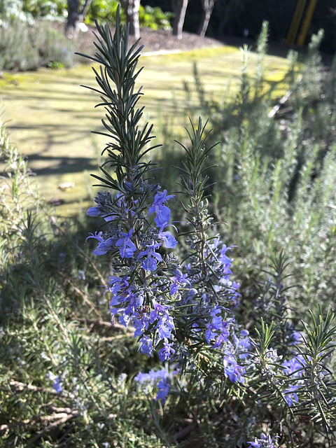 Early Spring, Yarra Valley_2