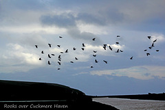 Rooks over Cuckmere Haven  - Sussex - 15.1.2015