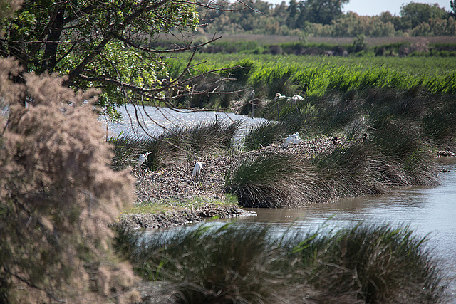 20150517 7843VRTw [F] Silberreiher (Casmerodius albus), Tour de Carbonniére, Camargue