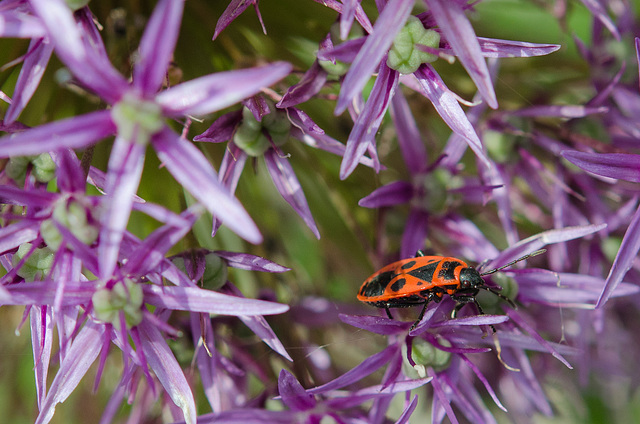 allium