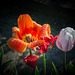 Tulpen und Regentropfen
