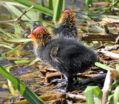 Coot chicks