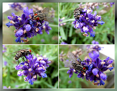 Fliege am Lavendel. ©UdoSm