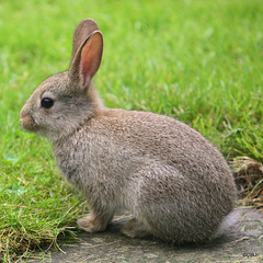 Young rabbit - its family are responsible for wholesale destruction of masses of  flowers, so "how cute" is not the first thought which comes to mind!