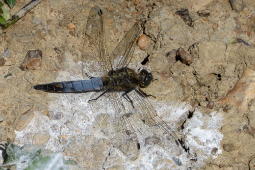 Black-tailed Skimmer-DSA 6764