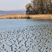 Vogelansammlung vor der Insel Mainau